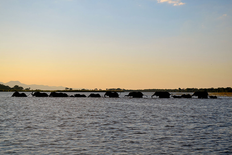 malawi national parks elephants-liwonde-national-park-national-parks-adventures-malawian-style-lake-holidays-specialist-tour-operator-malawi