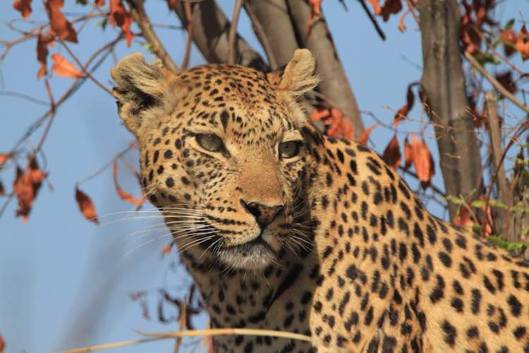 travel-report-botswana-blog-malawian-style-wildlife