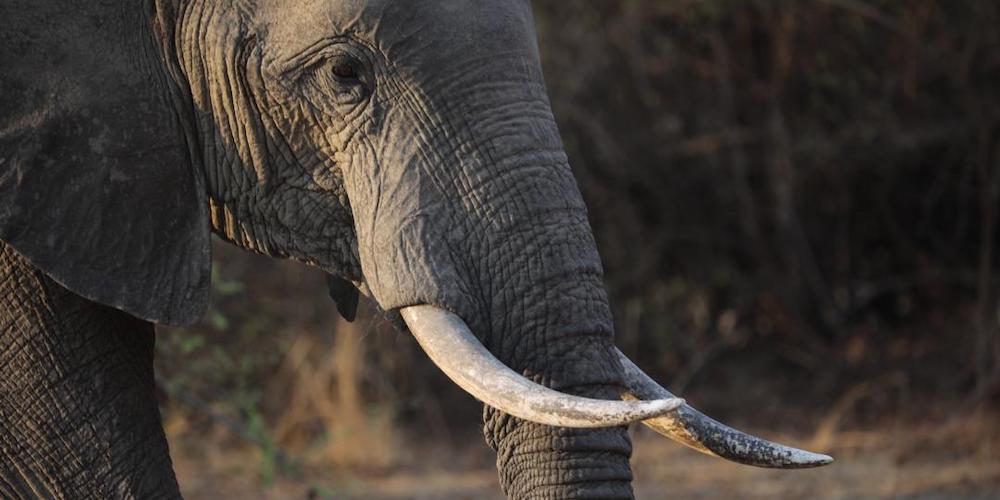 travel-report-zambia-november-travel-blog-malawian-style-malawi-adventures-experiences-holidays-specialist-tour-operator-kafue-busanga-plains-elephant
