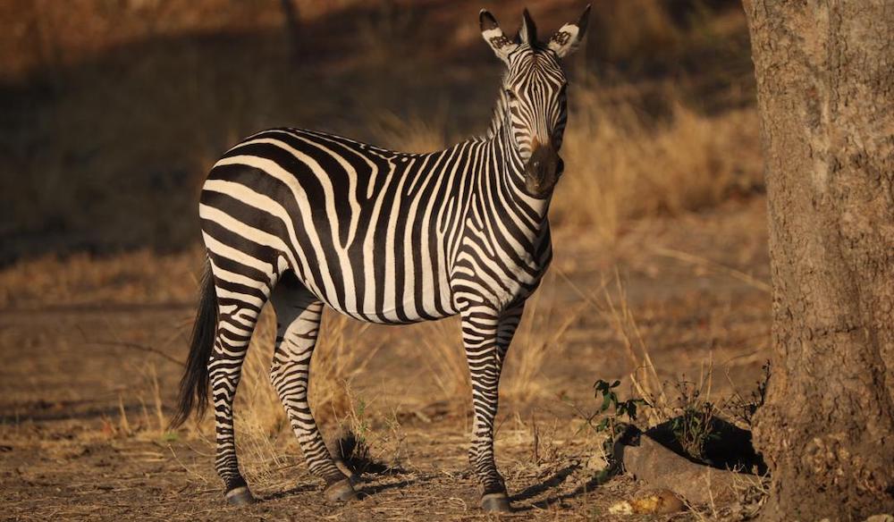 travel report zambia november-travel-blog-malawian-style-malawi-adventures-experiences-holidays-specialist-tour-operator-kafue-busanga-plains-zebra