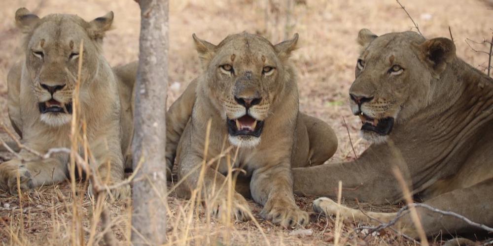 travel report zambia november-travel-blog-malawian-style-malawi-adventures-experiences-holidays-specialist-tour-operator-lions