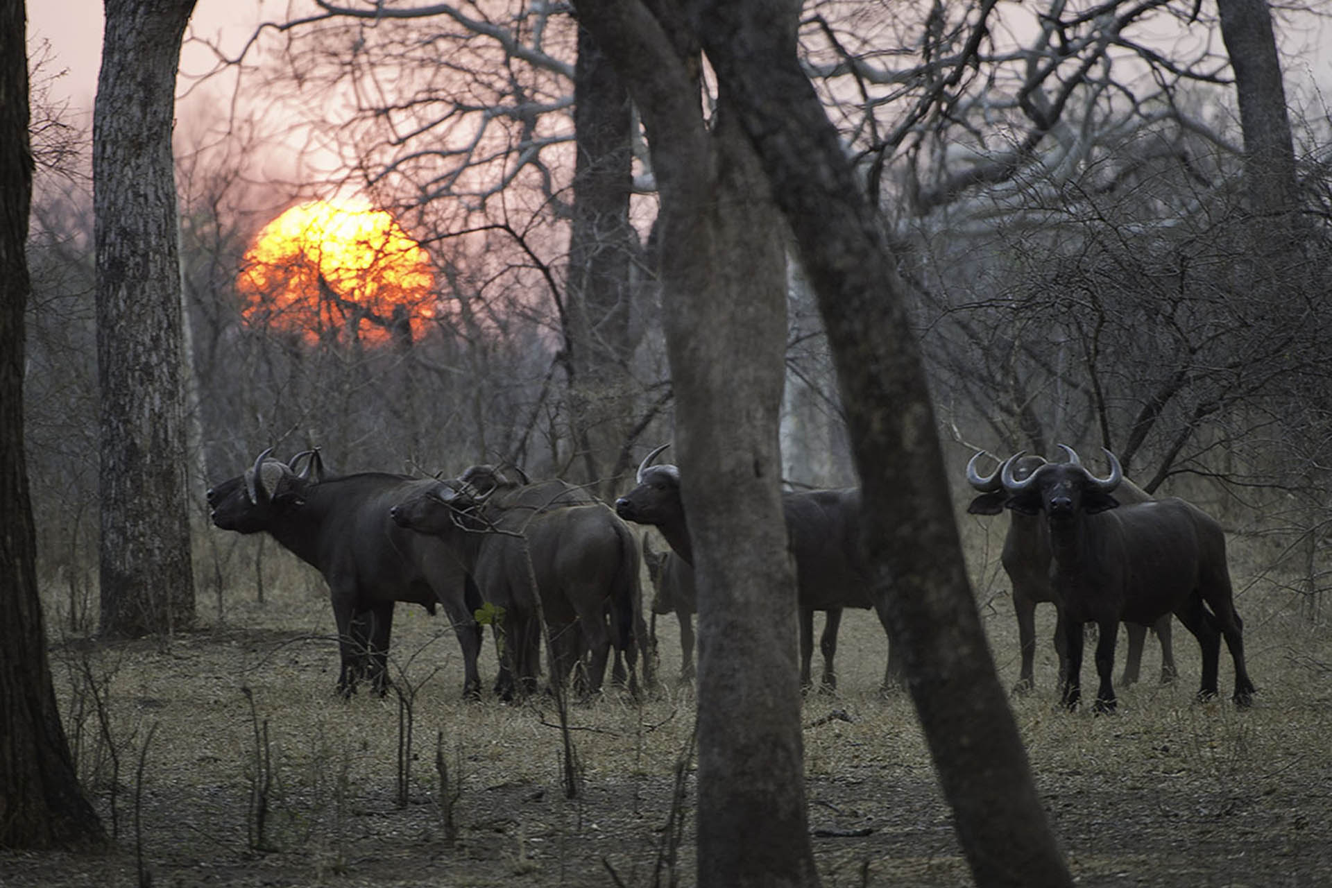 majete wildlife reserve malawi-national-parks-reserves-malawian-style-malawi-adventures-experiences-specialist-tour-operator-buffalos-majete-wildlife-reserve