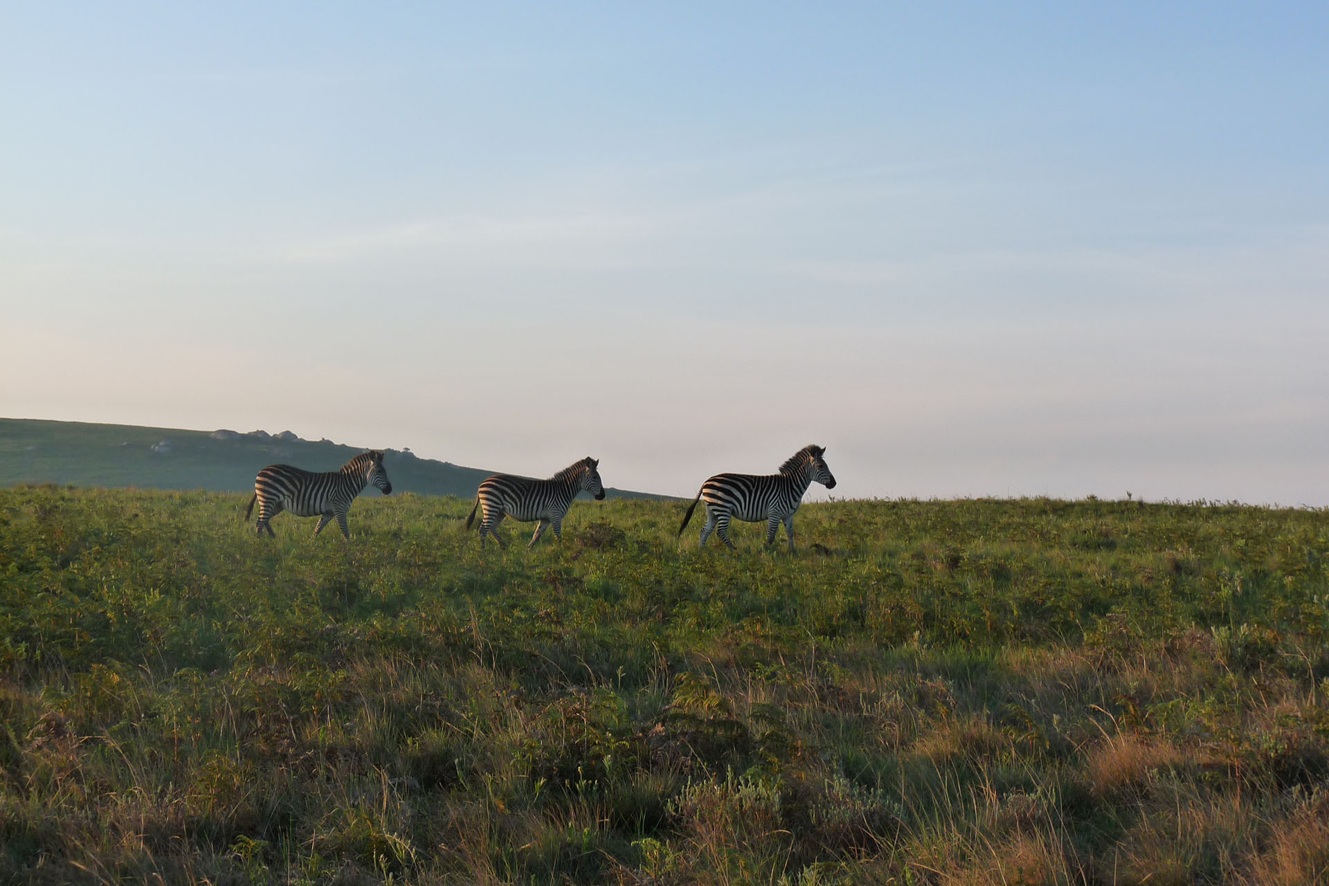 malawi national parks reserves-nyika-national-park-malawian-style-malawi-adventures-experiences-holidays-specialist-tour-operator-zebra