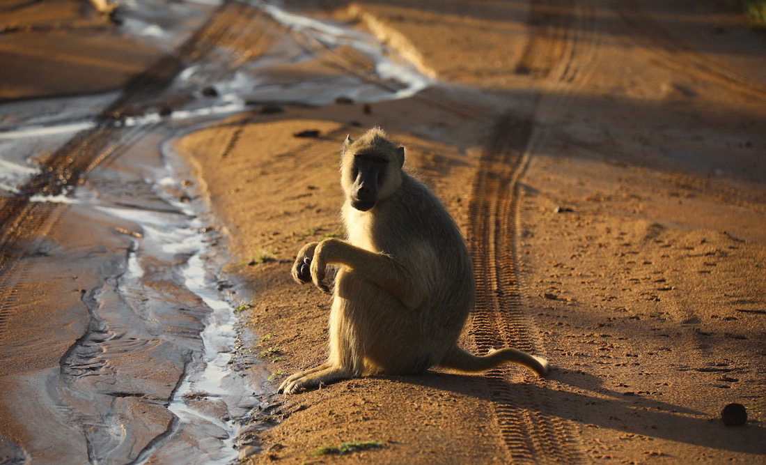 Baboon-Liwonde malawian style tour operator