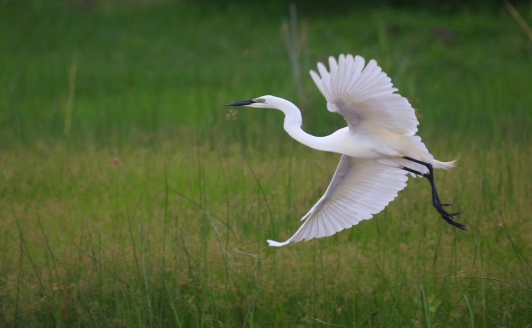 crane-liwonde malawian style tour operator