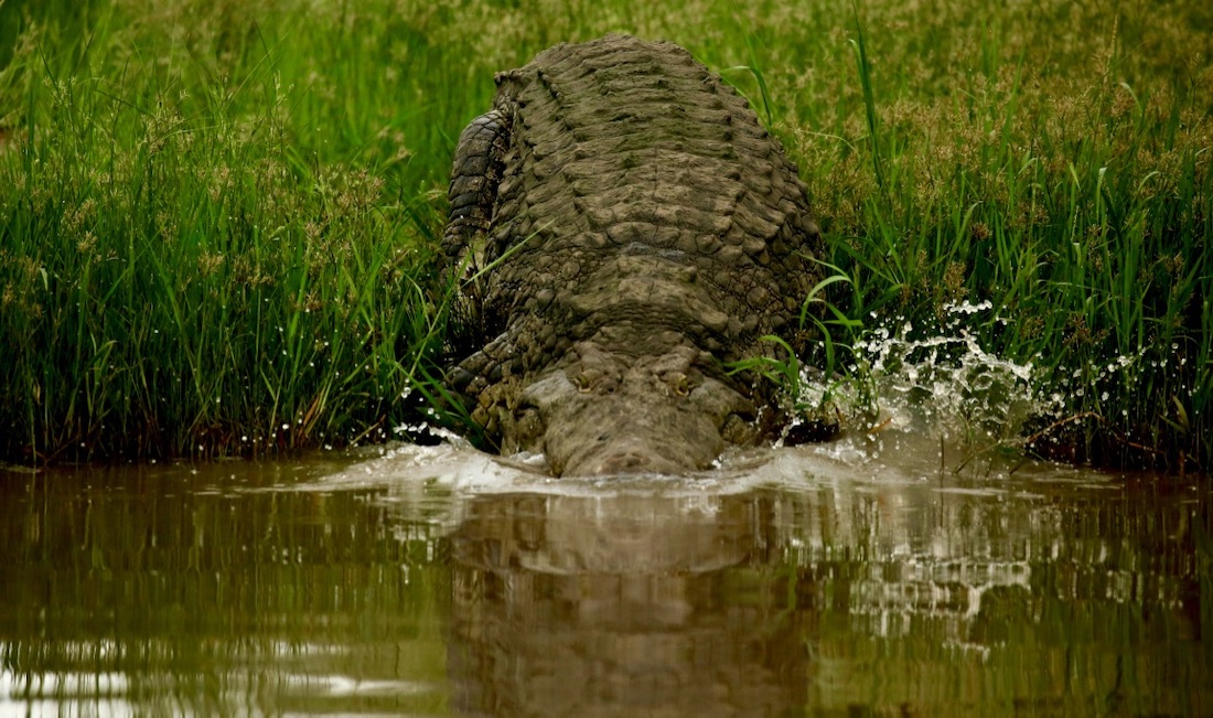 crocodile photo in liwonde malawian style tour operator