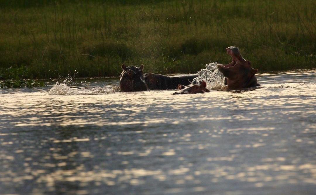 hippos-in-the-Shire-River