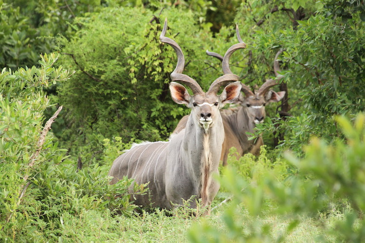 kudu