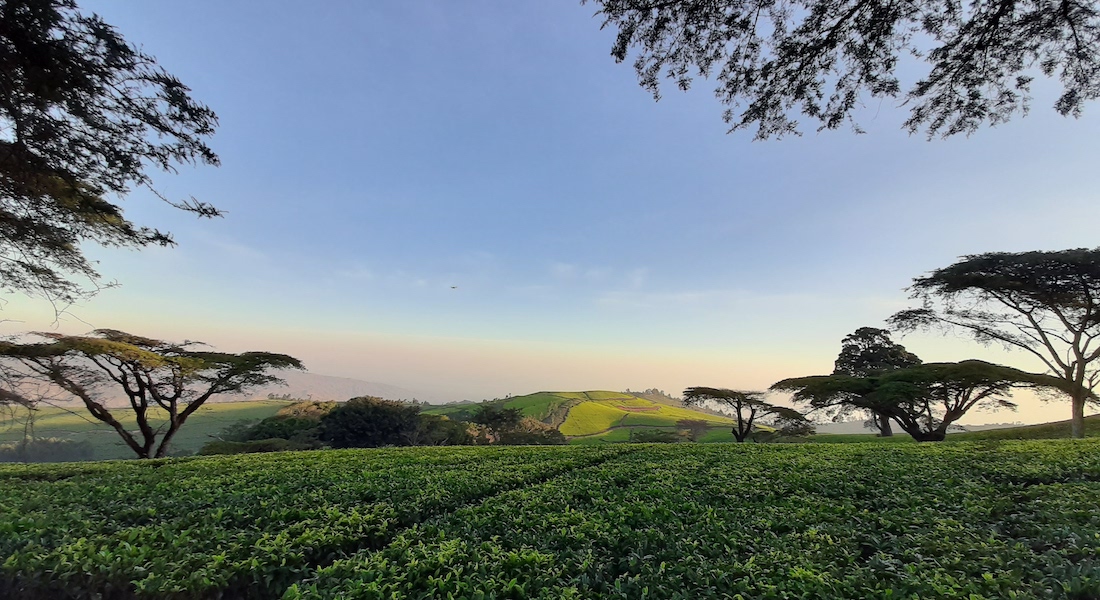 huntingdon tea plantation