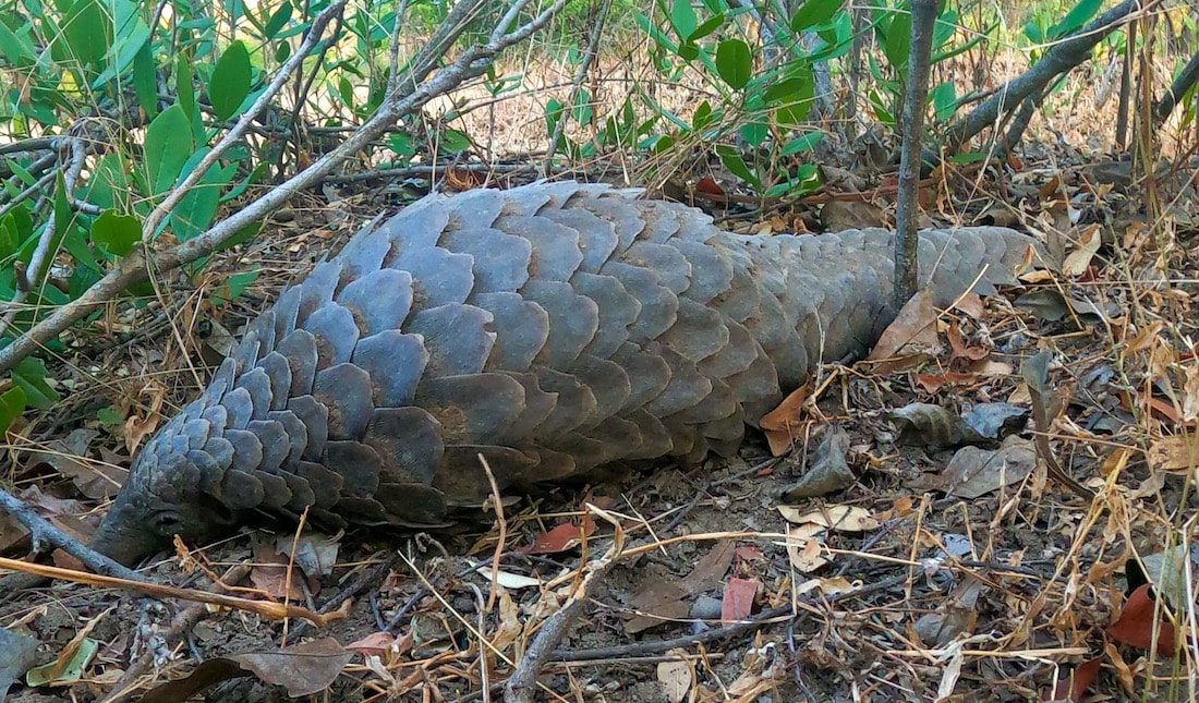 pangolin liwonde